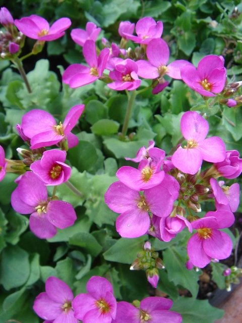 Arabis alpina 'Compinkie rose vif'